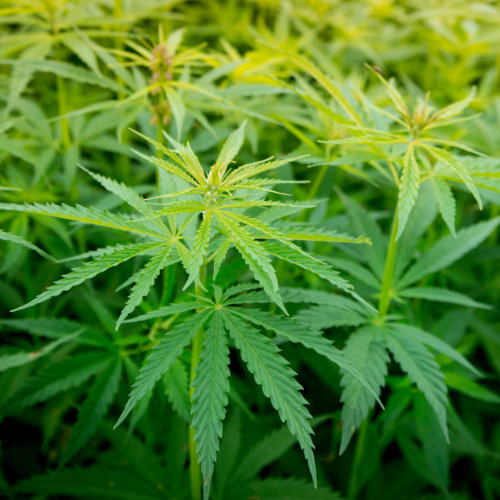 Young cannabis plant, marijuana